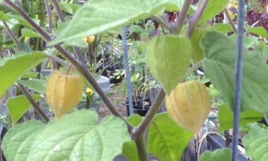 Cape Gooseberry